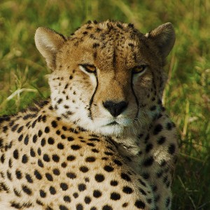 Cheetah Maasai Mara 1.3