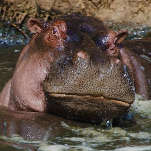 Hippo Serengeti, Tanzania 8.3